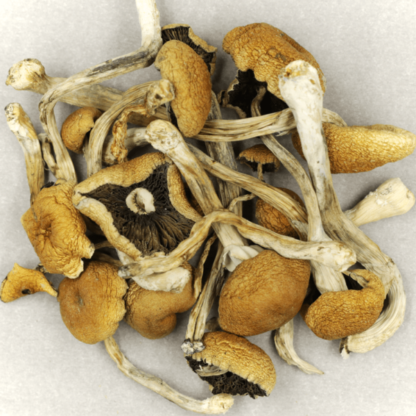 Cambodian Psilocybe Cubensis | Buy Cheap Weed Canada