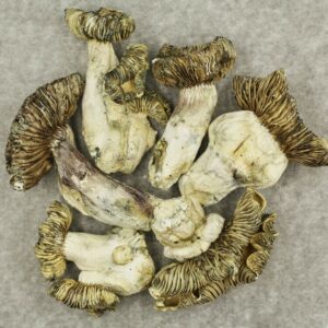 White Burma | Buy Cheap Weed Canada