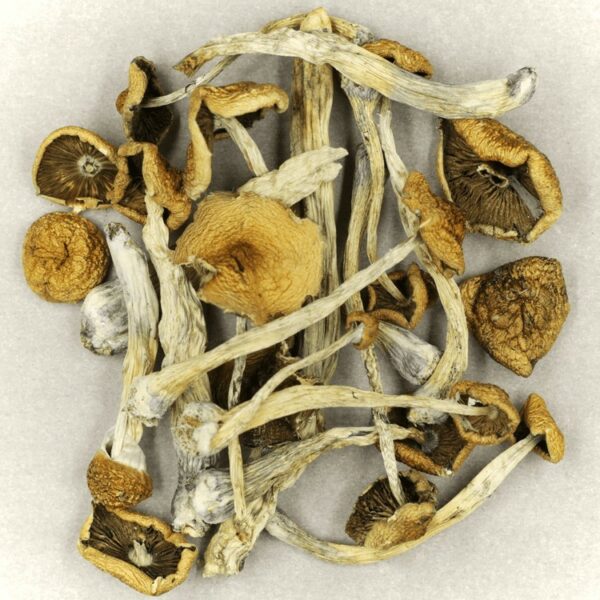 Psilocybe Cubensis Mexicana | Buy Cheap Weed Canada