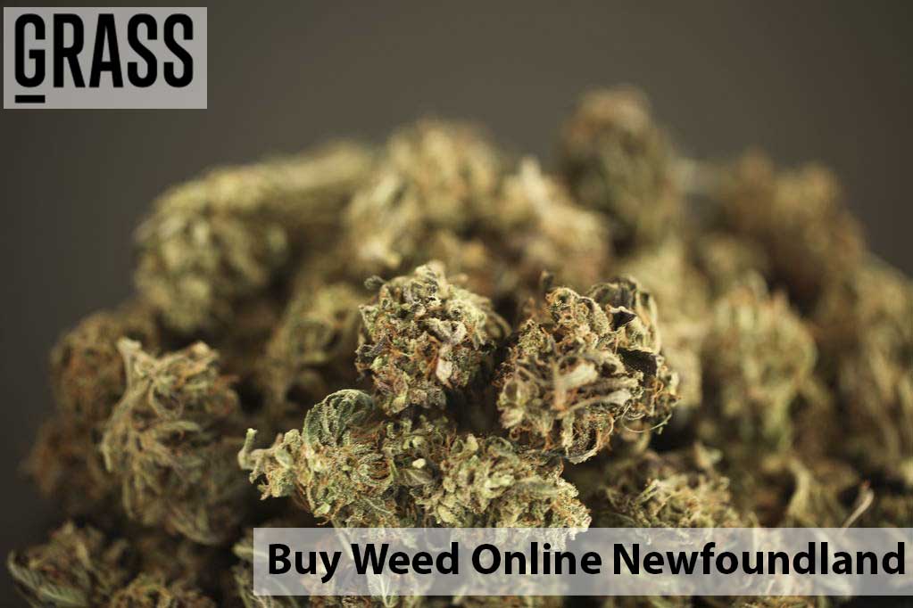 Buy weed Online in Newfoundland Canada