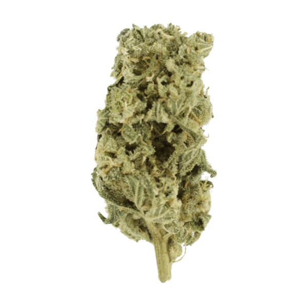 Hash Plant – 1oz / $60 | Buy Cheap Weed Canada