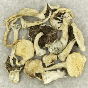 Leucistic Burma | Buy Cheap Weed Canada