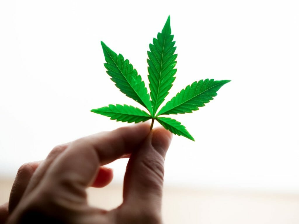 Popular Strains In Canada | Buy Cheap Weed Canada