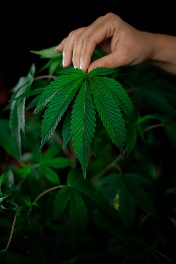 Buy My weed Online: Deals and Discounts You Can Find From Our Online Marijuana Dispensary | Buy Cheap Weed Canada | Buy Cheap Weed Canada