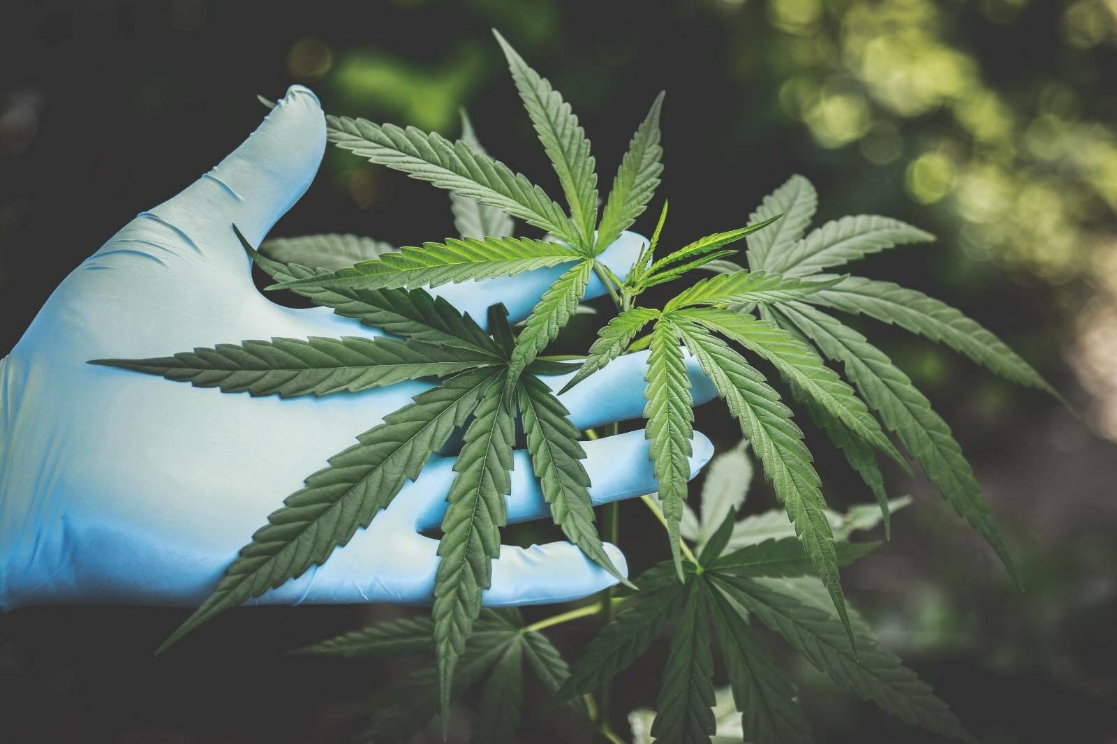 Buy weed Online Grasslife | Buy Cheap Weed Canada