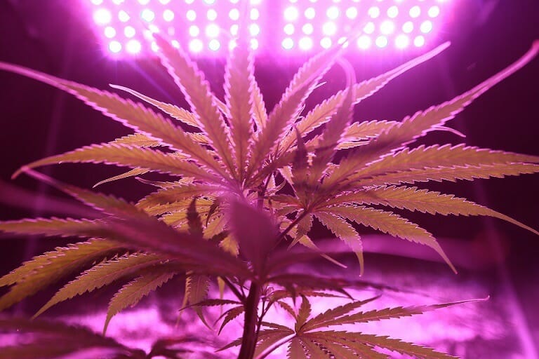 Discover How A weed Shop Helps You Better Understand Cannabis | Buy Cheap Weed Canada | Buy Cheap Weed Canada