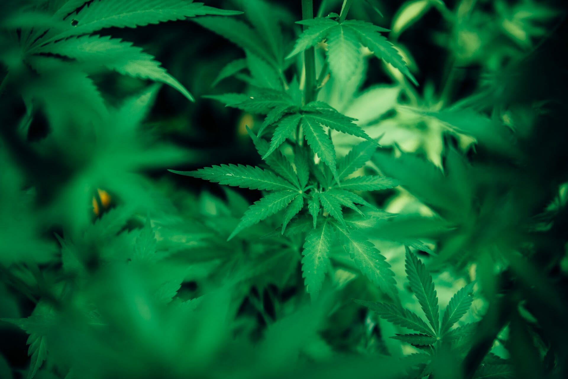 | Buy Cheap Weed Canada wholesale Cannabis | Buy Cheap Weed Canada