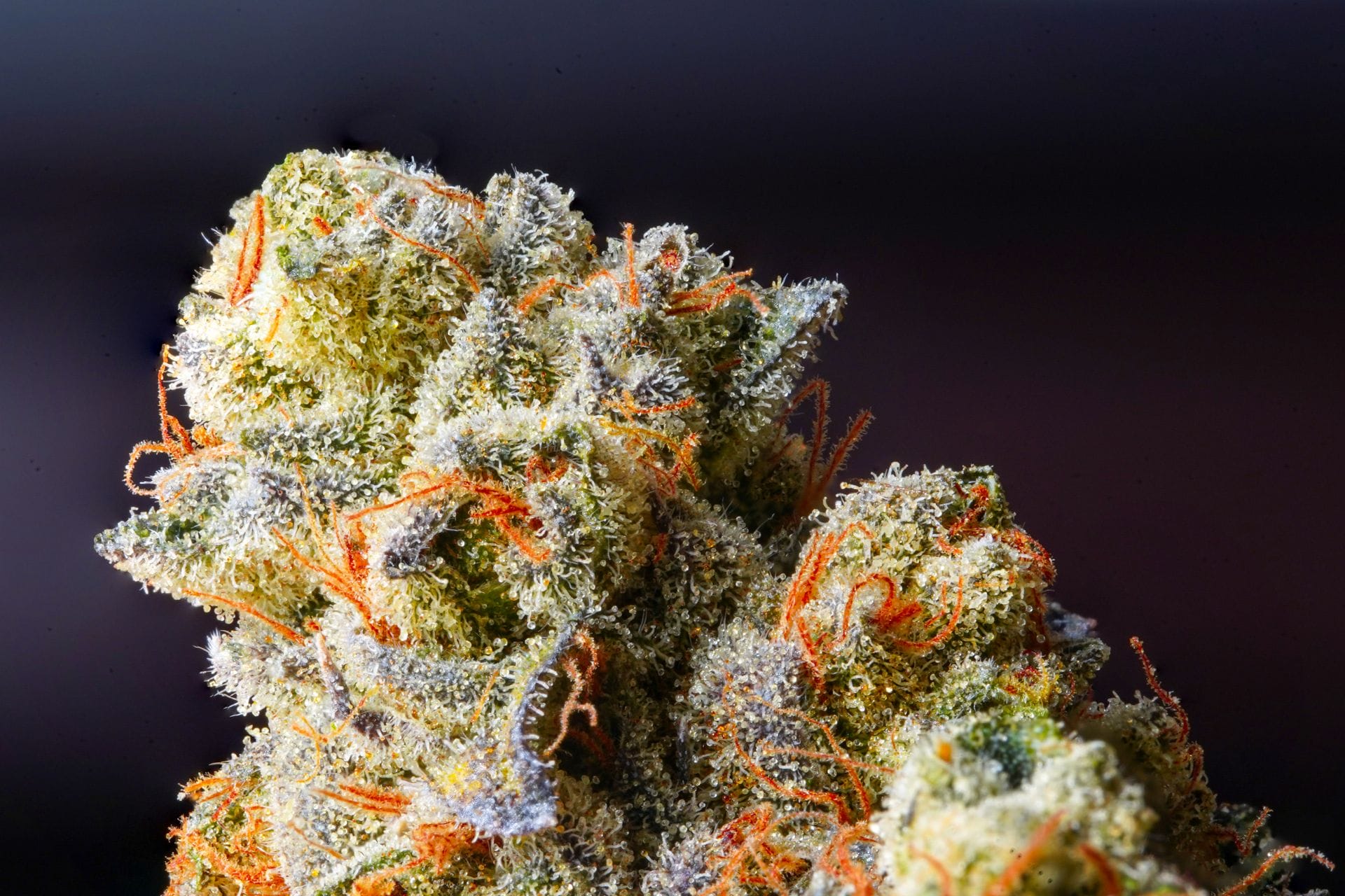 Weed Delivery Canada_ Top Hybrid Selection | Buy Cheap Weed Canada