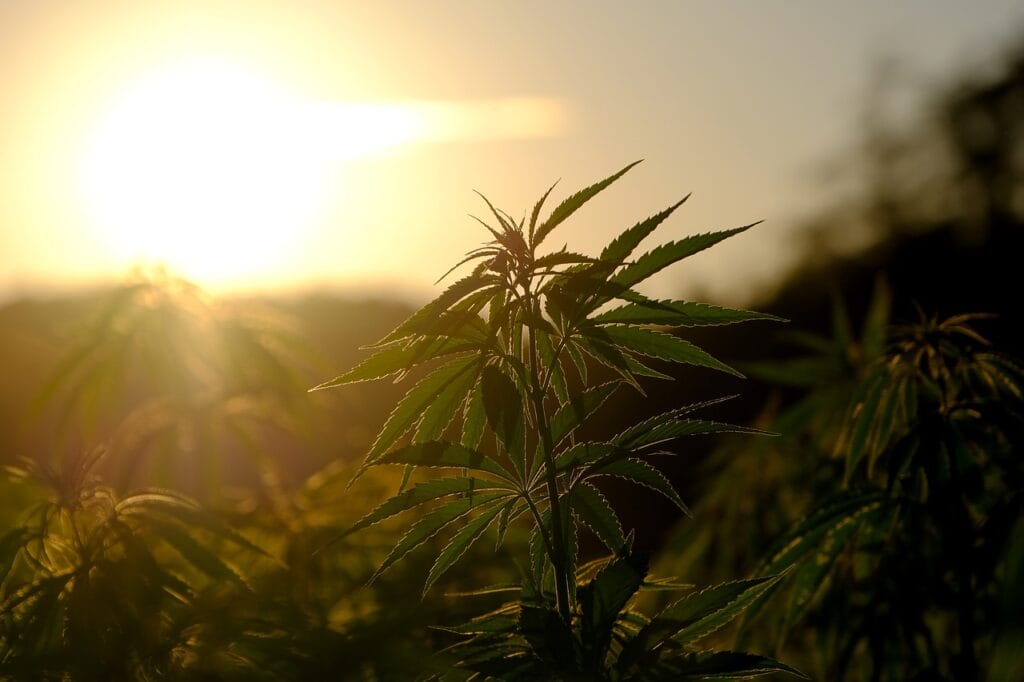 Buy indica flower online | Buy Cheap Weed Canada